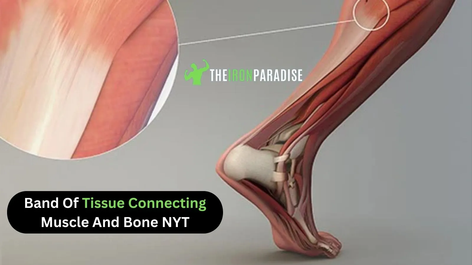 Band Of Tissue Connecting Muscle And Bone NYT